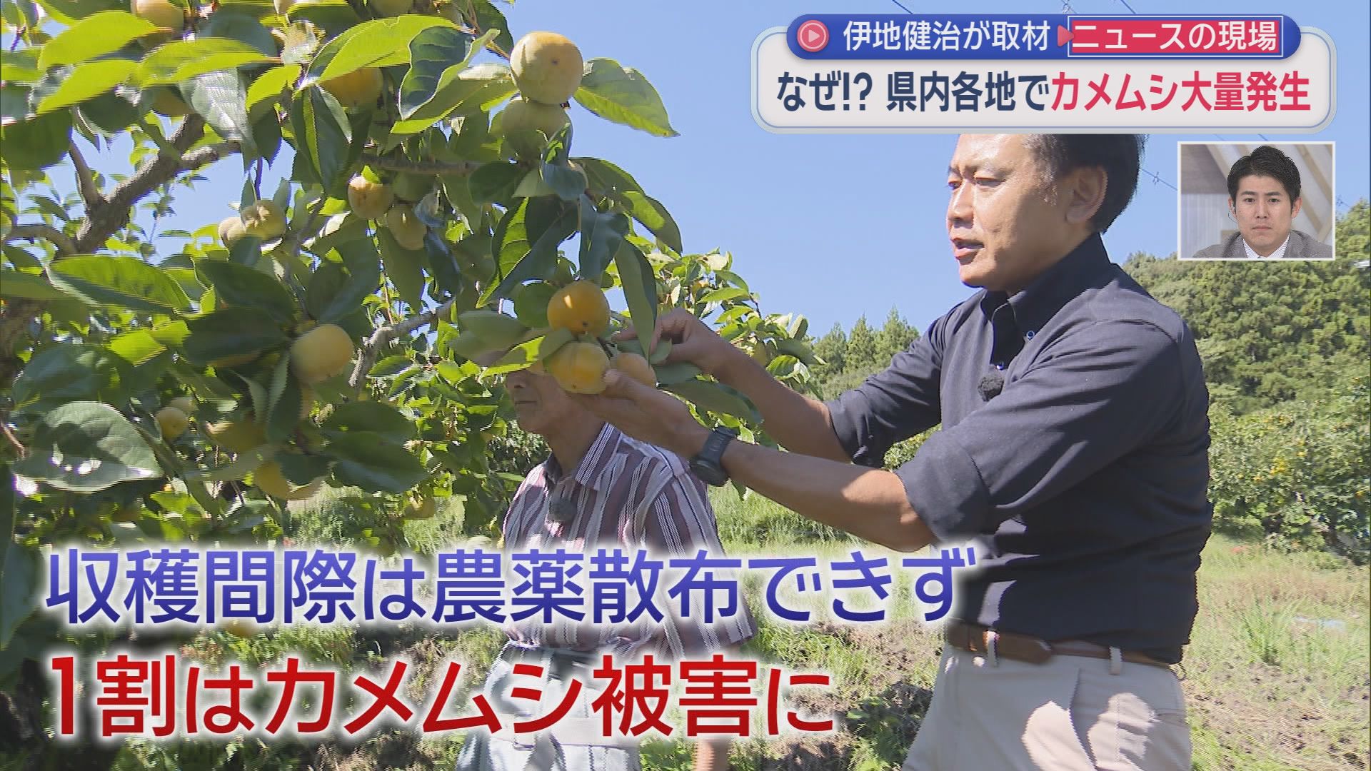 「来ないで！」住宅や店に大量飛来…平年20倍超のカメムシ大発生　28年ぶり警報で秋の味覚にも危機　静岡