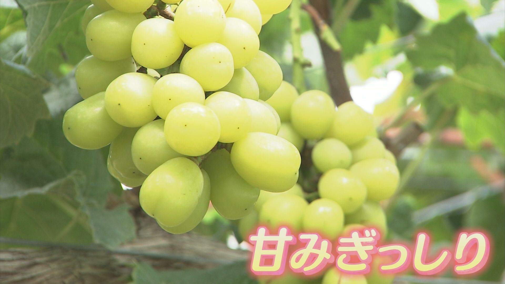 黄色く完熟したシャインマスカット