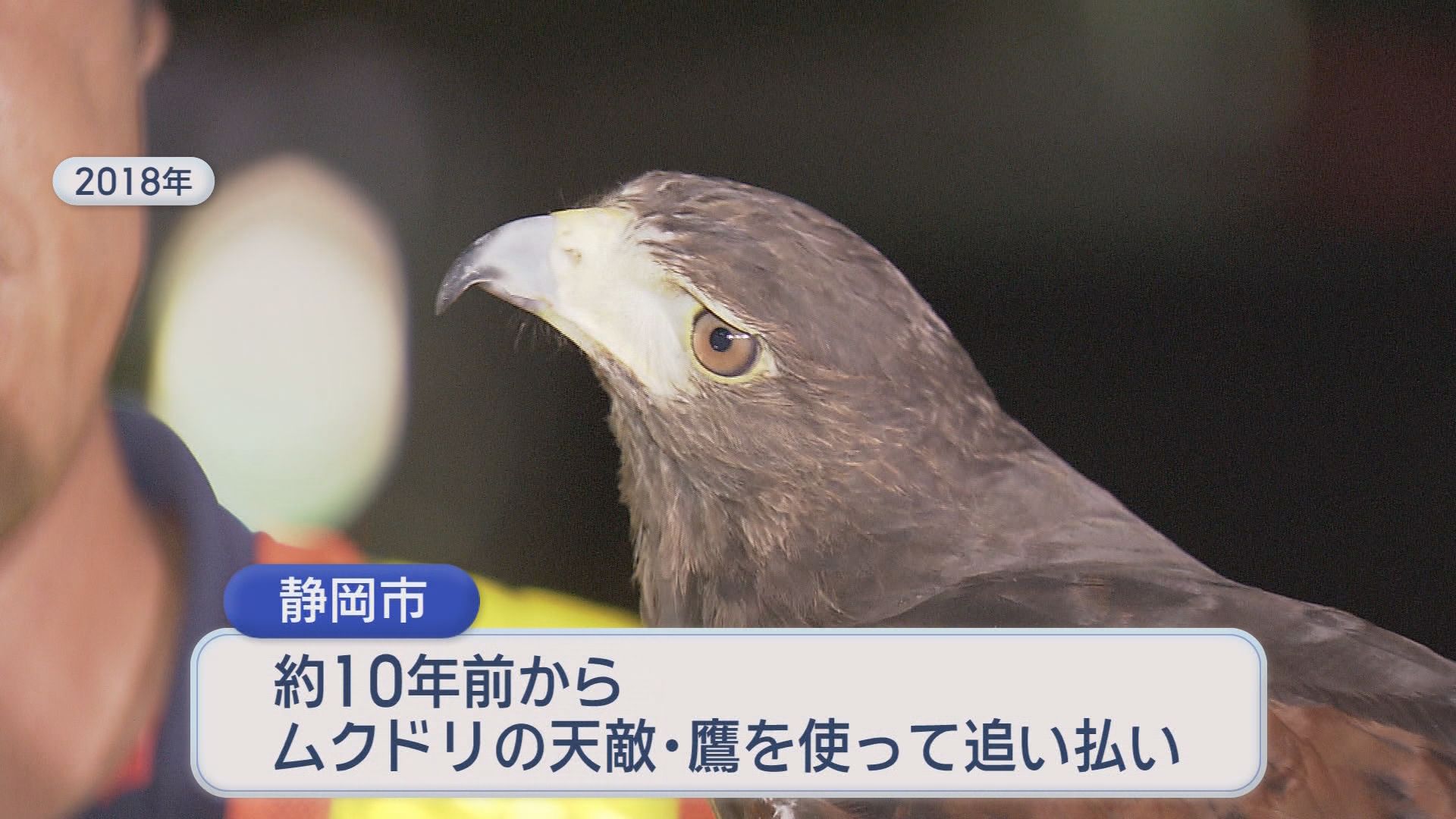 鷹を使って追い払う