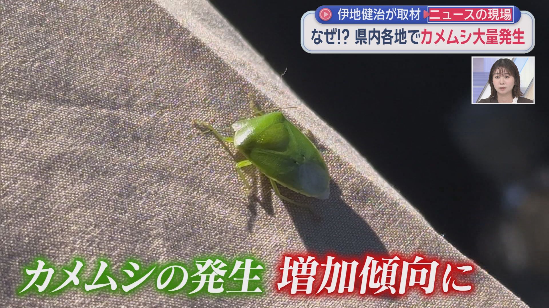 「来ないで！」住宅や店に大量飛来…平年20倍超のカメムシ大発生　28年ぶり警報で秋の味覚にも危機　静岡