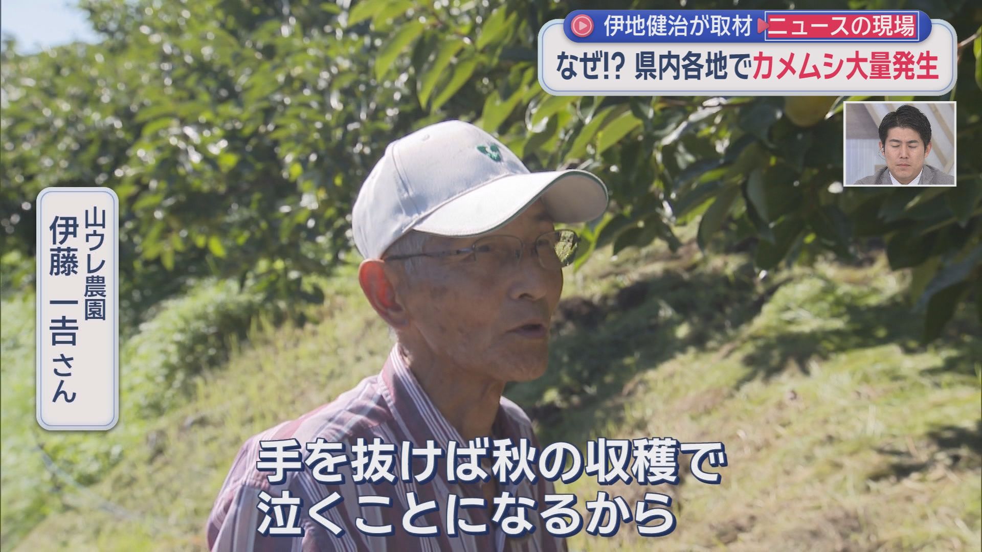「来ないで！」住宅や店に大量飛来…平年20倍超のカメムシ大発生　28年ぶり警報で秋の味覚にも危機　静岡
