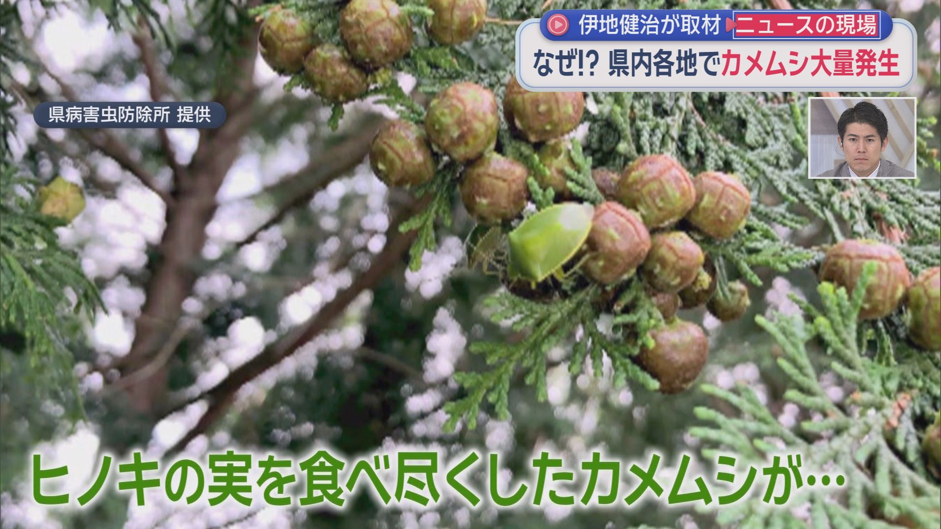 「来ないで！」住宅や店に大量飛来…平年20倍超のカメムシ大発生　28年ぶり警報で秋の味覚にも危機　静岡