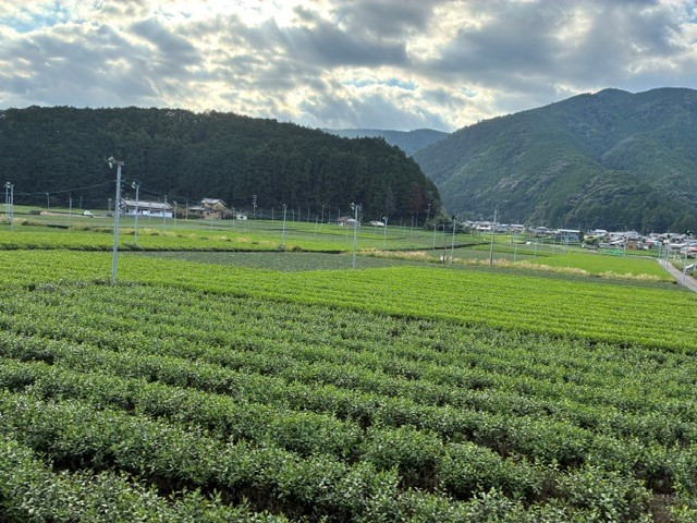 Tシャツは沿線の茶畑をイメージ